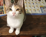 Кошки в Волжском: Котёнок ищет дом Девочка, 100 руб. - фото 3