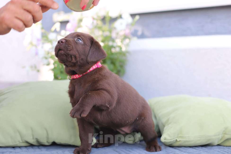 Собаки в других городах Краснодарского края: Рикота лучик солнца от пары чемпионов 🏆 Девочка, Бесплатно - фото 5