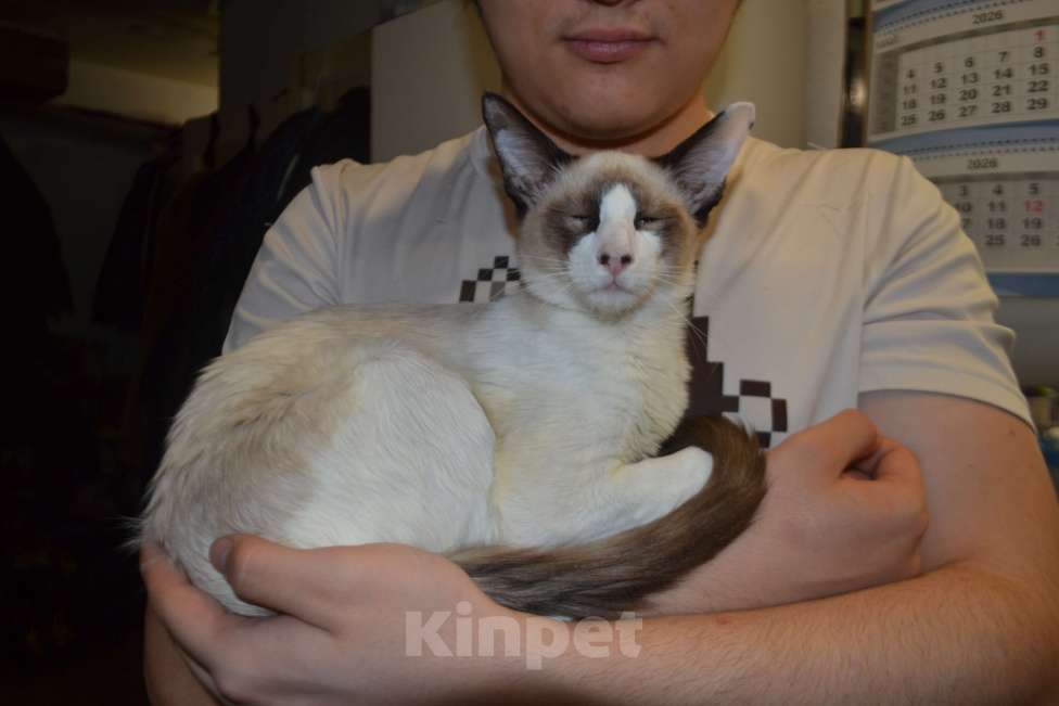 Кошки в Екатеринбурге: Балинезийский котик Мальчик, Бесплатно - фото 1