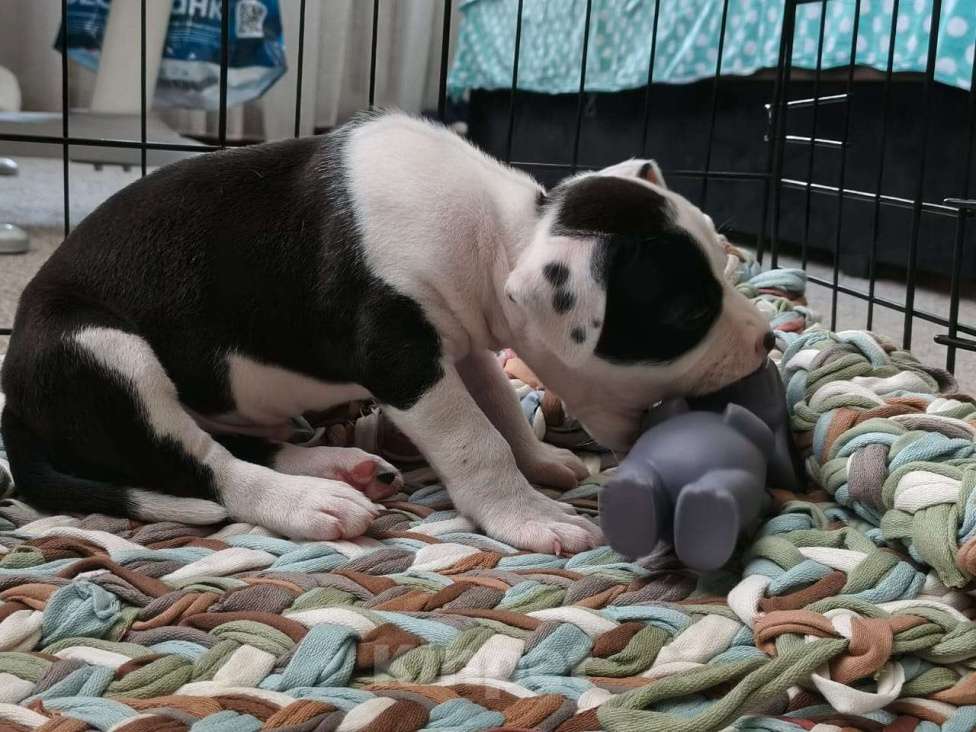 Собаки в Старом Купавне: Щенок Мальчик, 25 000 руб. - фото 2