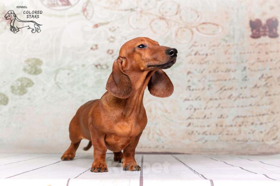 Собаки в Королеве: Такса взрослый пес Мальчик, 30 000 руб. - фото 6