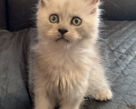 Кошки в Хабаровске: Котик полидакт Мальчик, 250 000 руб. - фото 4