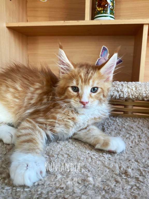 Кошки в Екатеринбурге: мальчик Мальчик, 50 000 руб. - фото 4