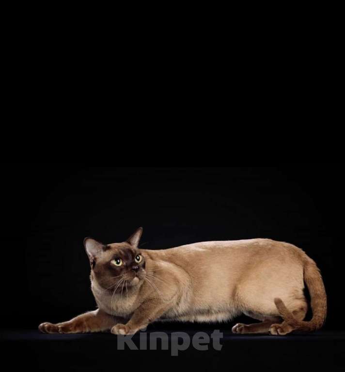 Кошки в Екатеринбурге: Бурманские клубные котята Мальчик, Бесплатно - фото 5