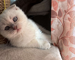 Кошки в Санкт-Петербурге: Шотландский вислоухий котик с документами Мальчик, 40 000 руб. - фото 6