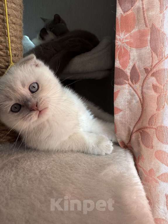 Кошки в Санкт-Петербурге: Шотландский вислоухий котик с документами Мальчик, 40 000 руб. - фото 6