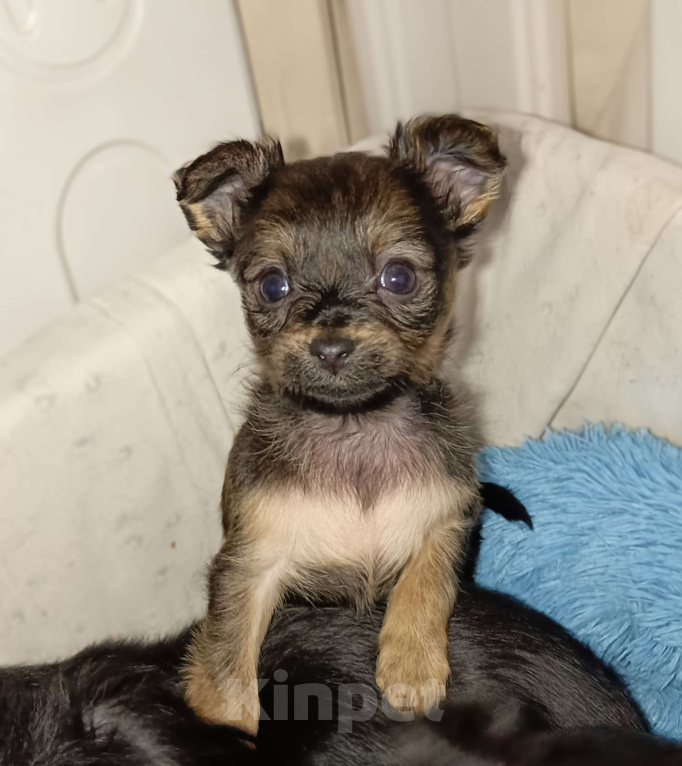 Собаки в Москве: Персей Мальчик, 60 000 руб. - фото 4