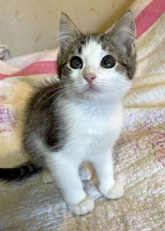 Кошки в Москве: Котенок-девочка, 2,5 месяца Девочка, 1 000 руб. - фото 7