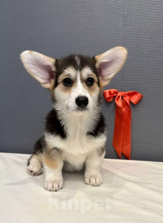 Собаки в Кургане: Щенок вельш корги пемброк Девочка, 50 000 руб. - фото 1