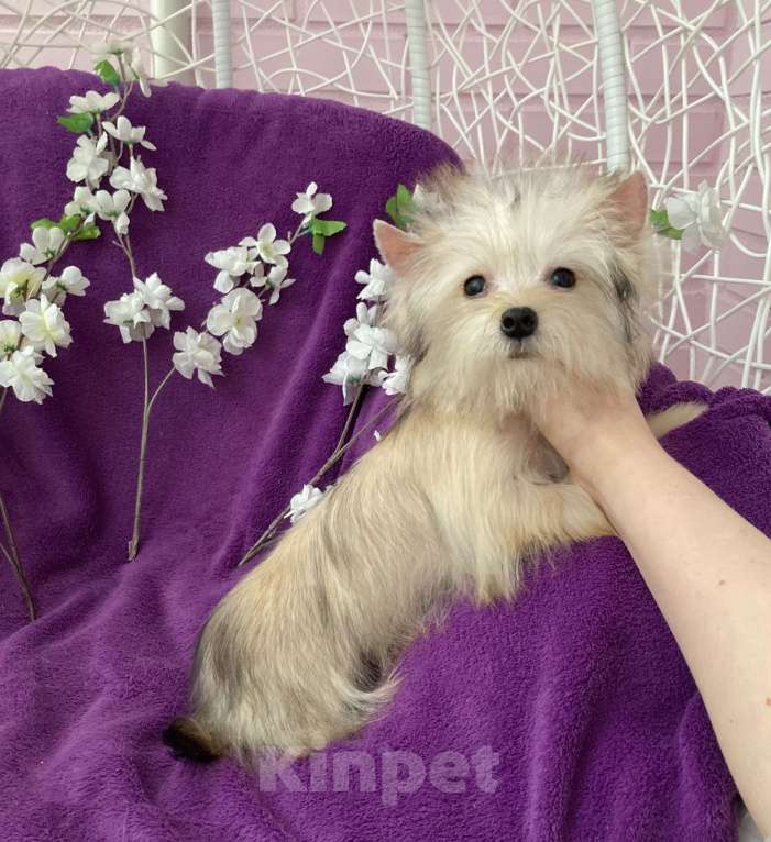 Собаки в Москве: Йорк мини девочка золотая игривая Девочка, 70 000 руб. - фото 1