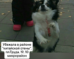 Собаки в Волжском: Потерялся друг Девочка, 1 руб. - фото 1