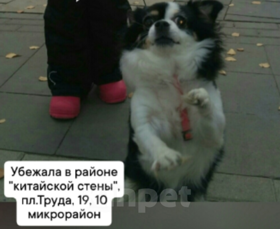 Собаки в Волжском: Потерялся друг Девочка, 1 руб. - фото 1
