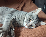 Кошки в Севастополе: Котенок ищет дом Мальчик, Бесплатно - фото 2