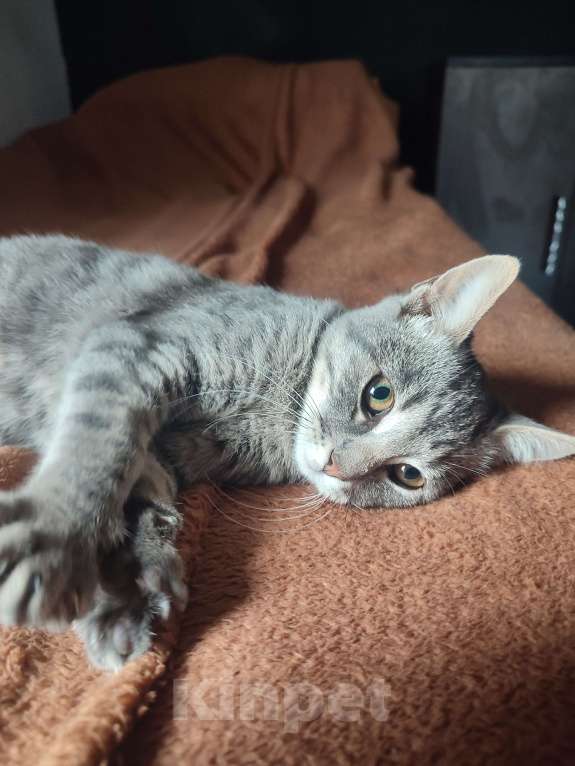 Кошки в Севастополе: Котенок ищет дом Мальчик, Бесплатно - фото 2