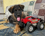 Собаки в Ейске: щенки Немецкой овчарки Мальчик, Бесплатно - фото 1