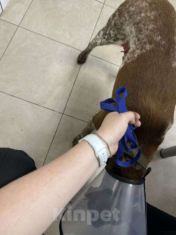 Собаки в Краснодаре: Найден пес, кобель курцхаара Мальчик, Бесплатно - фото 4