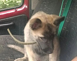 Собаки в других городах Владимирской области: Щенки в добрые руки Разнополые, Бесплатно - фото 3