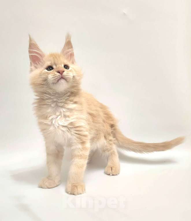 Кошки в Красногорске: Котенок мейн-кун  Мальчик, 60 000 руб. - фото 3