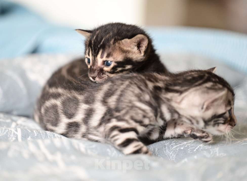 Кошки в Ивантеевке: D003 Девочка, 80 000 руб. - фото 4