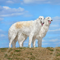 Русская псовая борзая