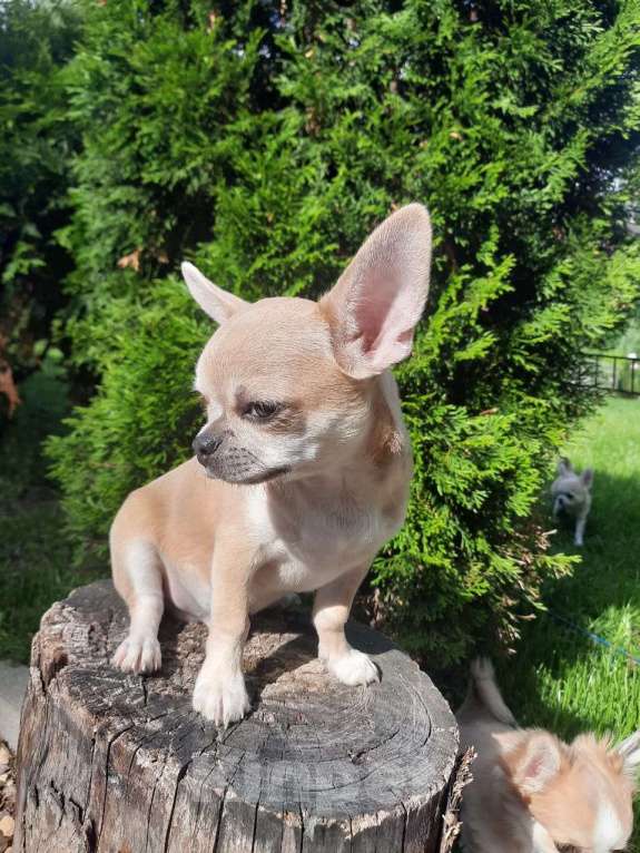 Собаки в Ярославле: Чихуахуа  мальчик  Мальчик, 45 000 руб. - фото 2