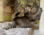 Кошки в Астрахани: Кошка Пегги Девочка, 30 000 руб. - фото 3