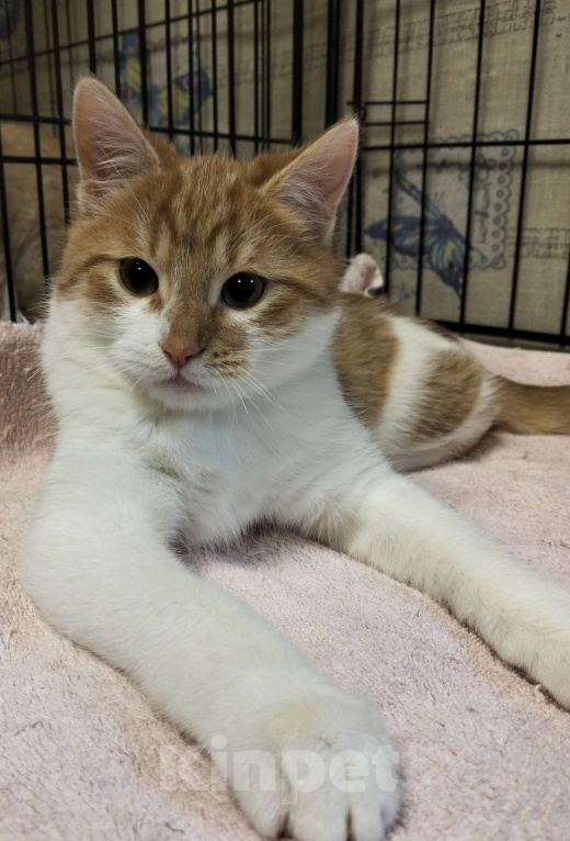 Кошки в Москве: Котёнок в добрые руки Мальчик, Бесплатно - фото 1