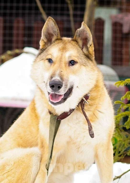 Собаки в других городах Московской области: Деймон. Пёс, который видит сердцем. Мальчик, Бесплатно - фото 3