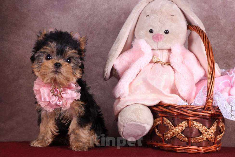 Собаки в Москве: Йоркширская курносая красотка РКФ Девочка, 80 000 руб. - фото 1