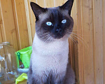 Кошки в Новочебоксарске: Ищем кошку для вязки, 500 руб. - фото 3