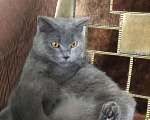 Кошки в Мураше: Кот на вязку, 1 000 руб. - фото 4