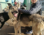 Собаки в Москве: Общительный, дружелюбный пёс Поль из приюта, ищет дом Мальчик, 10 руб. - фото 5