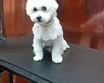 Собаки в Барнауле: Продам щенков Мальчик, 40 000 руб. - фото 1