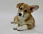 Собаки в Санкт-Петербурге: Щенок вельш корги пемброк Мальчик, 70 000 руб. - фото 4