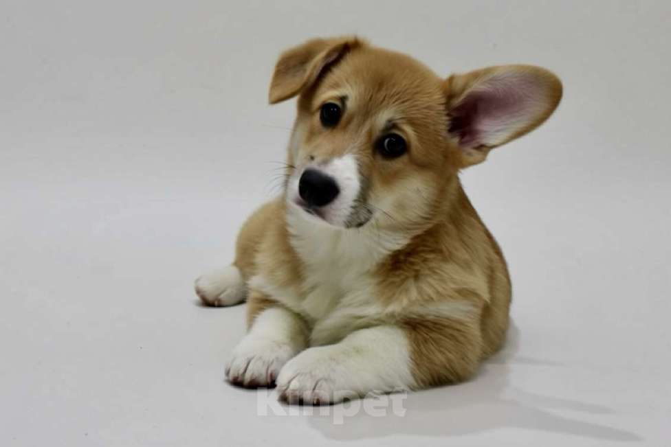 Собаки в Санкт-Петербурге: Щенок вельш корги пемброк Мальчик, 70 000 руб. - фото 4