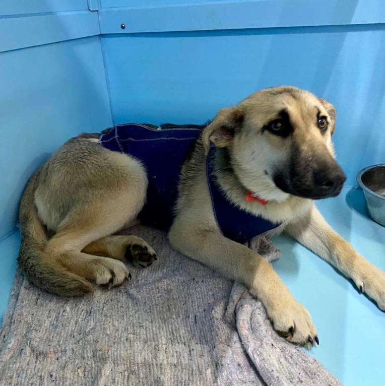 Собаки в Москве: Она покорно пойдет на улицу, но там ее убьет Девочка, Бесплатно - фото 5