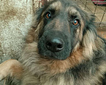 Собаки в Москве: Ищет дом и любящую семью Найда Девочка, 10 руб. - фото 1