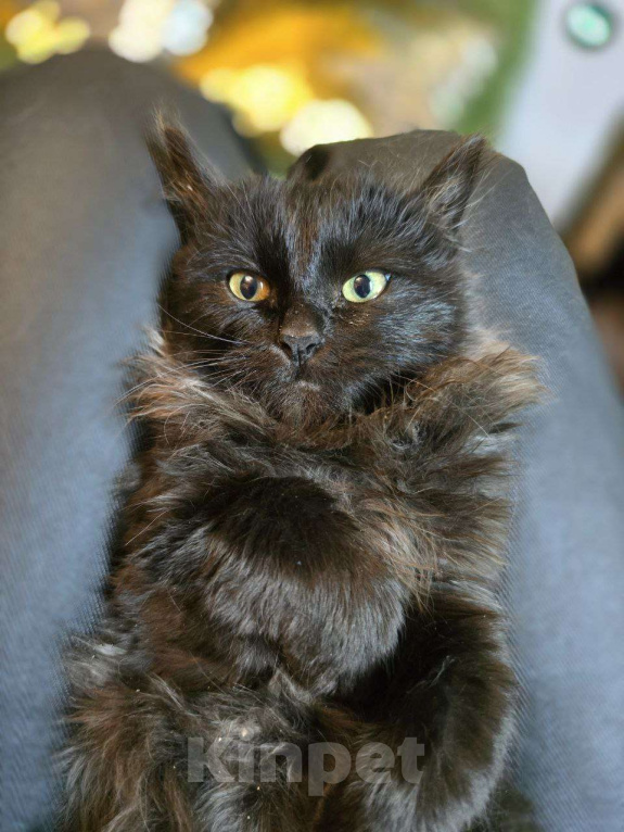 Кошки в Москве: Пушистая малышка с уникальным окрасом ищет семью Девочка, Бесплатно - фото 3