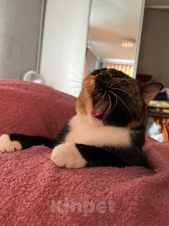 Кошки в Красноярске: Кошка в добрые руки Девочка, Бесплатно - фото 6