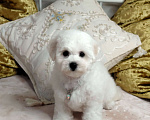 Собаки в Москве: Бишон Фризе чистокровные щенки РКФ Москва Девочка, 120 000 руб. - фото 3