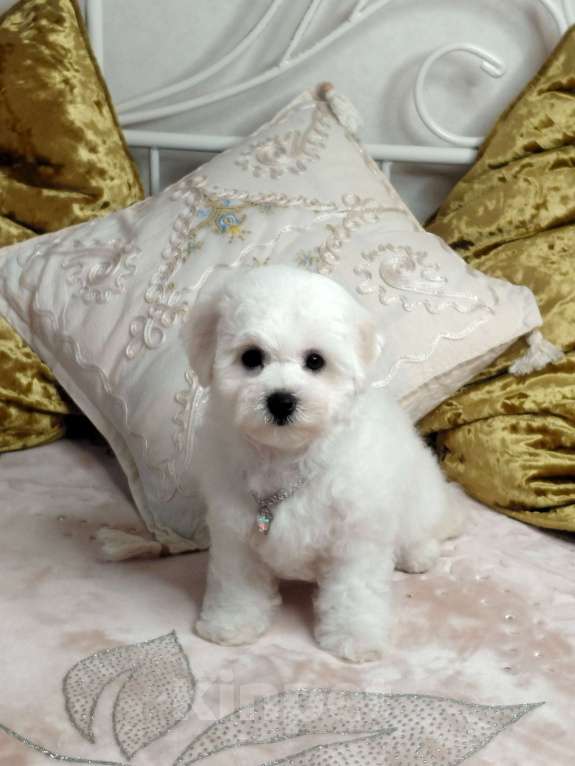 Собаки в Москве: Бишон Фризе чистокровные щенки РКФ Москва Девочка, 120 000 руб. - фото 3