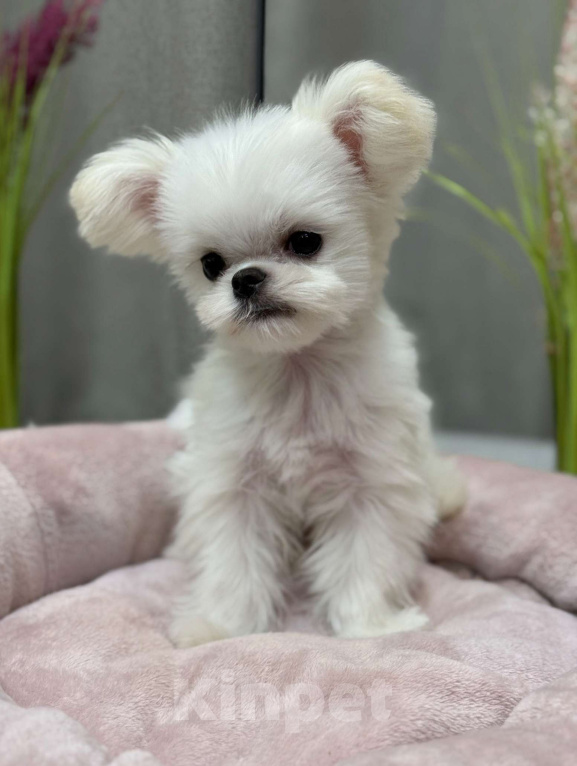 Собаки в Москве: Молли.  Эксклюзивное Микро Девочка, 150 000 руб. - фото 4