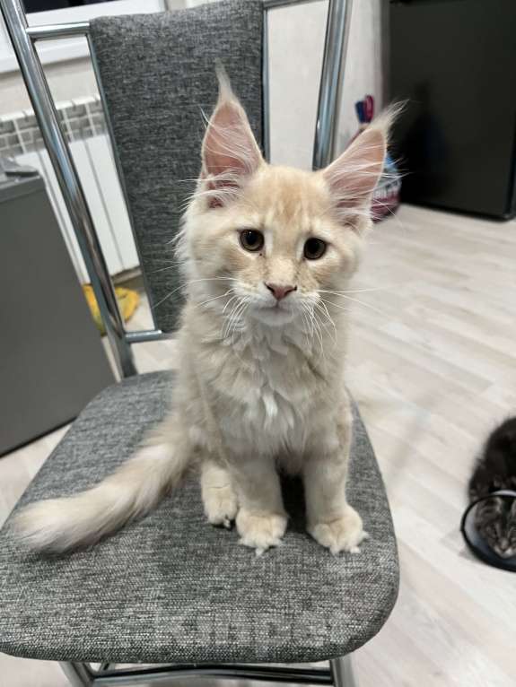 Кошки в Ахтубинске: Котята Мальчик, Бесплатно - фото 4