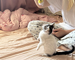 Кошки в Севастополе: Маленькая Депа ищет дом Девочка, Бесплатно - фото 6
