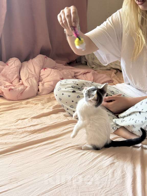 Кошки в Севастополе: Маленькая Депа ищет дом Девочка, Бесплатно - фото 6