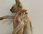 Кошки в Краснодаре: Ориентальный котенок Девочка, Бесплатно - фото 4
