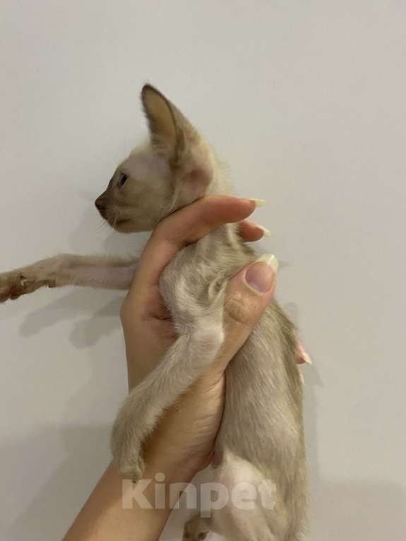 Кошки в Краснодаре: Ориентальный котенок Девочка, Бесплатно - фото 4