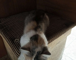 Кошки в Орске: Лиска ищет дом  Девочка, Бесплатно - фото 2