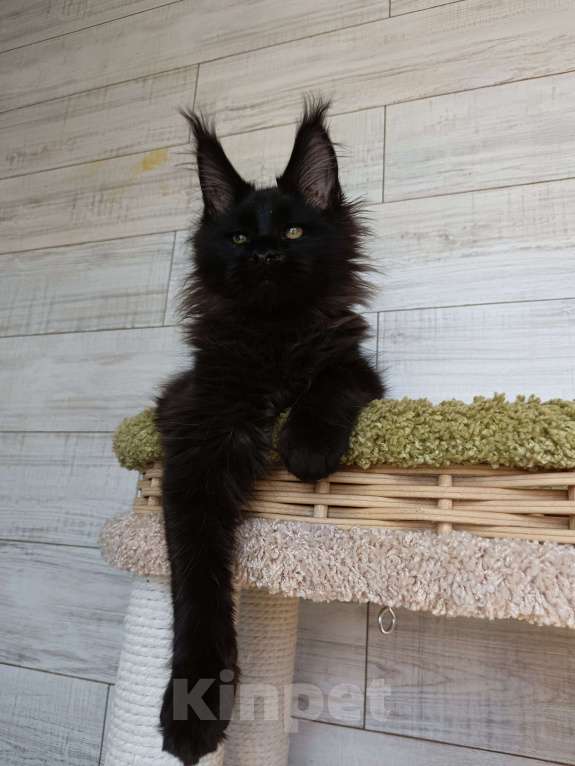 Кошки в Екатеринбурге: Котята мейн кун ласковые гиганты Мальчик, 35 000 руб. - фото 9