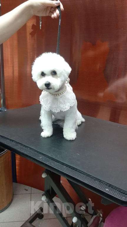 Собаки в Барнауле: Продам щенков Мальчик, 40 000 руб. - фото 1
